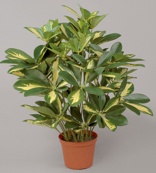 schefflera