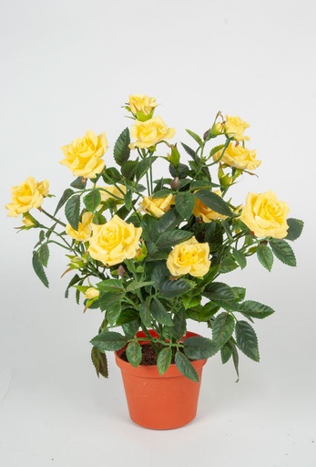 Mini Rose
