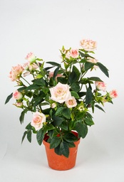 [180-1-09] Mini Rose (Alternative 2)