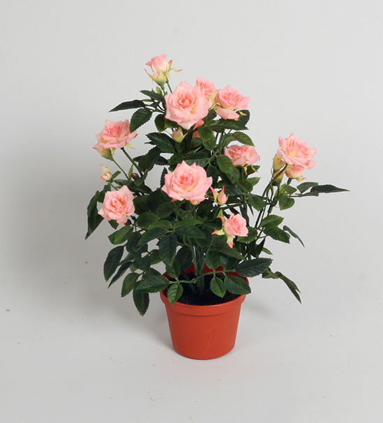 Mini Rose