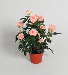 [180-1-33] Mini Rose (Alternative 5)