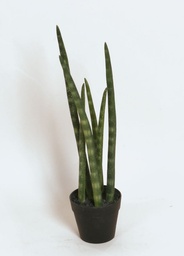 [2321] sanseveria (Alternative 1)