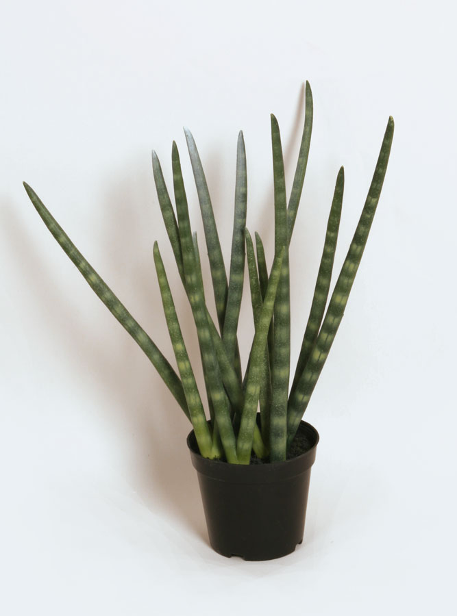sanseveria