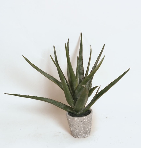 Aloe