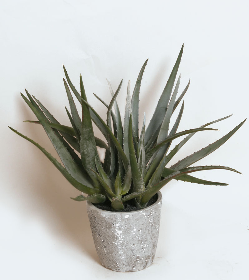 Aloe
