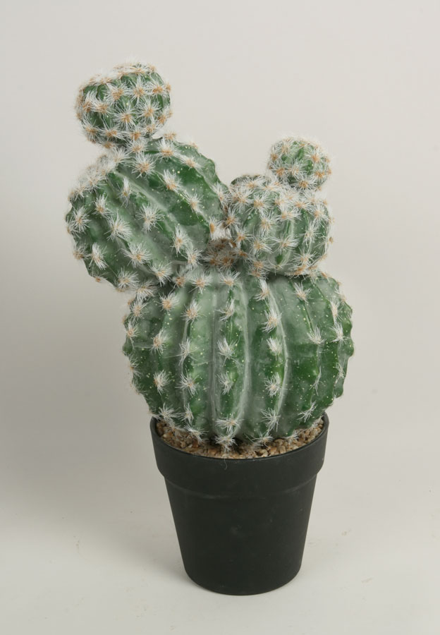 Cactus Round