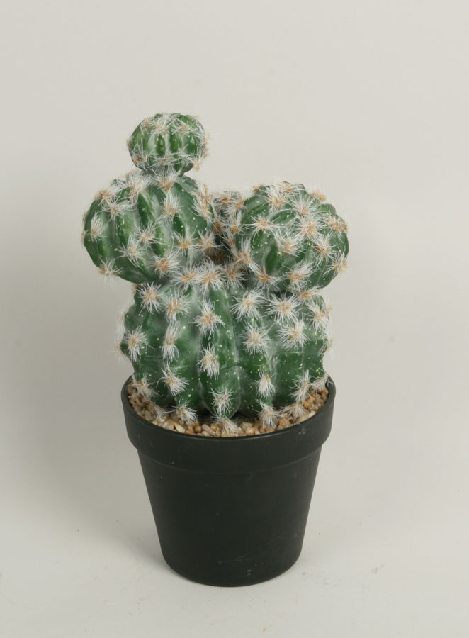 Cactus Round