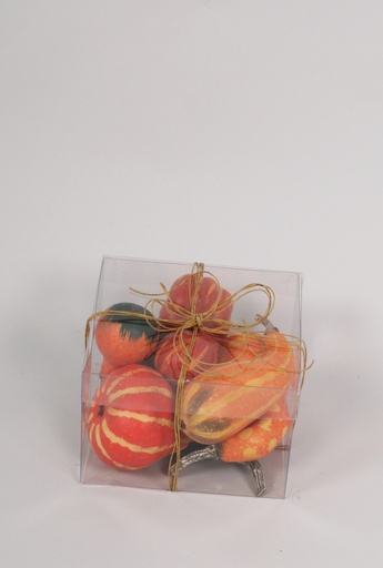 boston pumpkin assorted