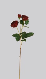 [4493] Rose Ecuadorian (Alternative 1)