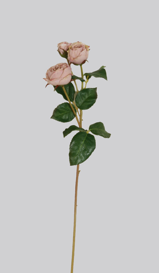 Rose Ecuadorian
