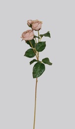 [4494] Rose Ecuadorian (Alternative 2)