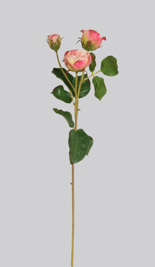 Rose Ecuadorian