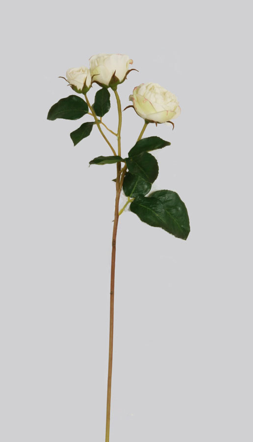 Rose Ecuadorian