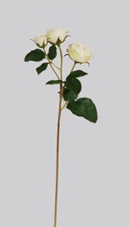 [4496] Rose Ecuadorian (Alternative 4)