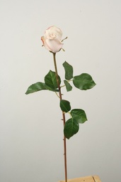 [4523] Rose (Alternative 2)