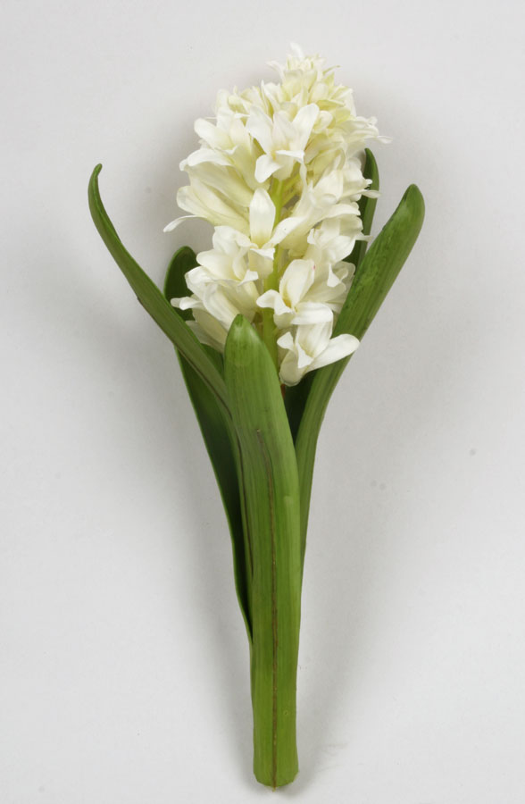 Hyacinth