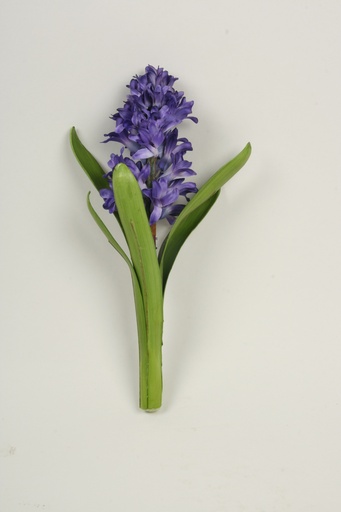 Hyacinth