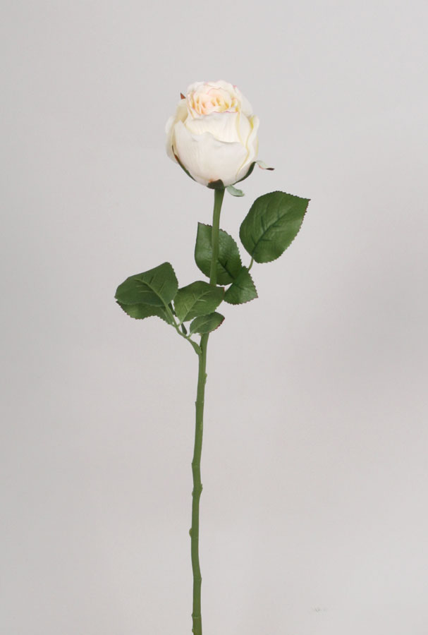 Rose Bud