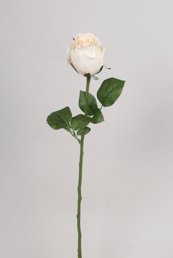 Rose Bud