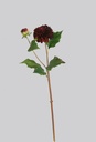 Dahlia
