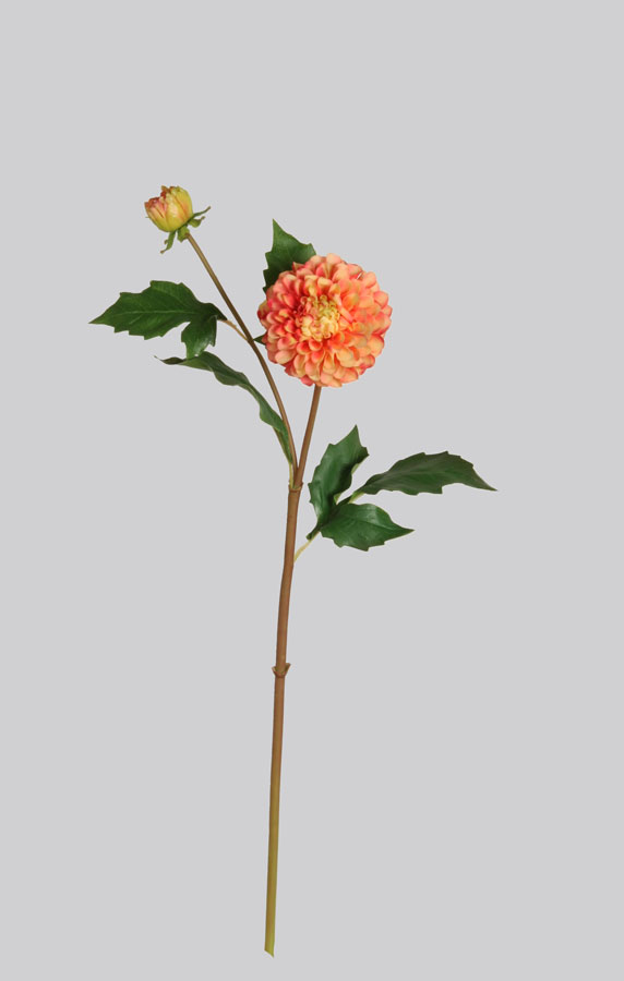 Dahlia