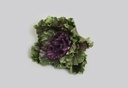[4031] Ruffled Kale (Alternative 3)