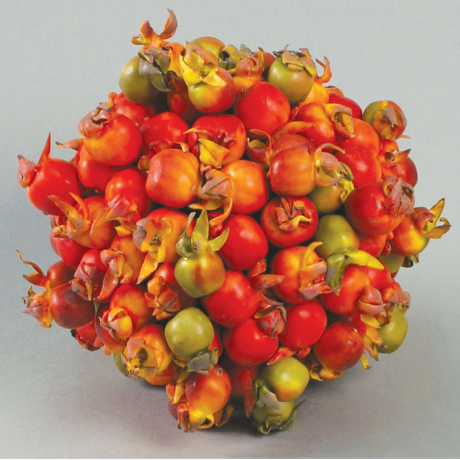 Rosehip Wreath