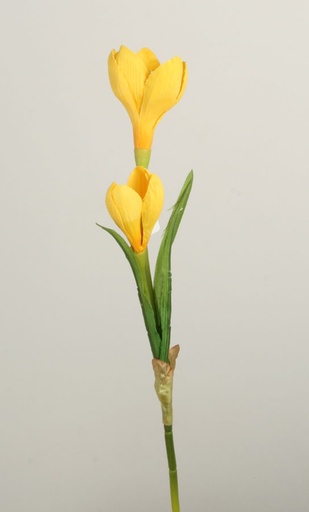 crocus pick