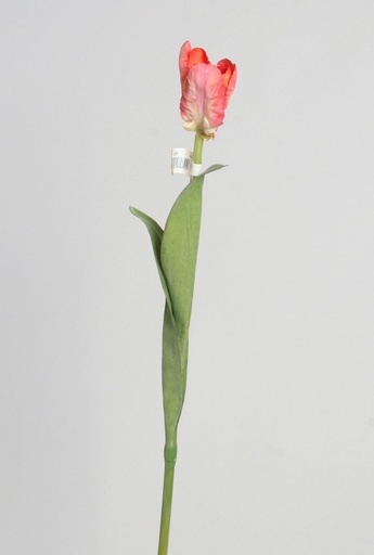 Tulip
