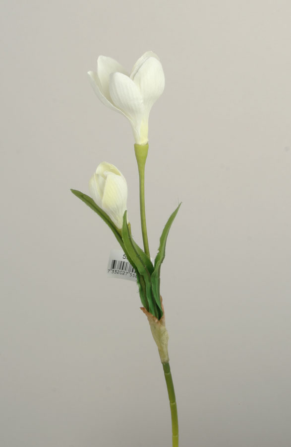 crocus pick