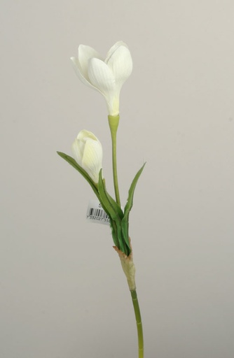 crocus pick