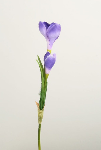crocus pick