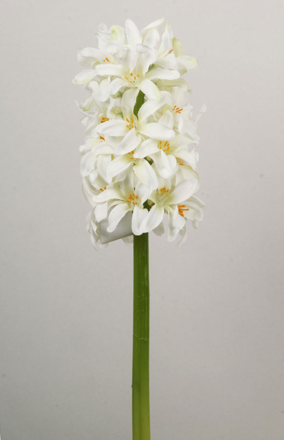 Hyacinth