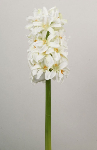 Hyacinth