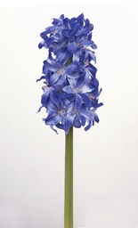 [5586] Hyacinth (Alternative 3)