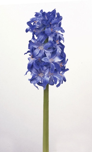 Hyacinth