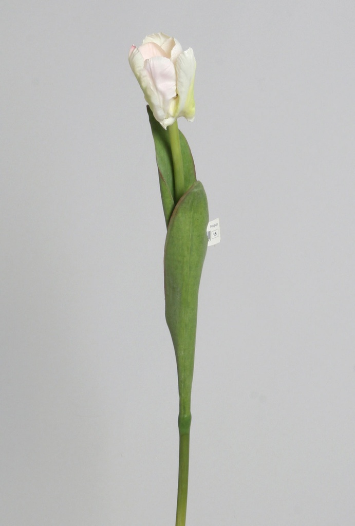 Tulip