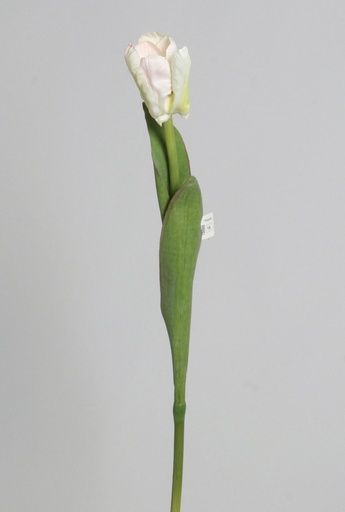 Tulip