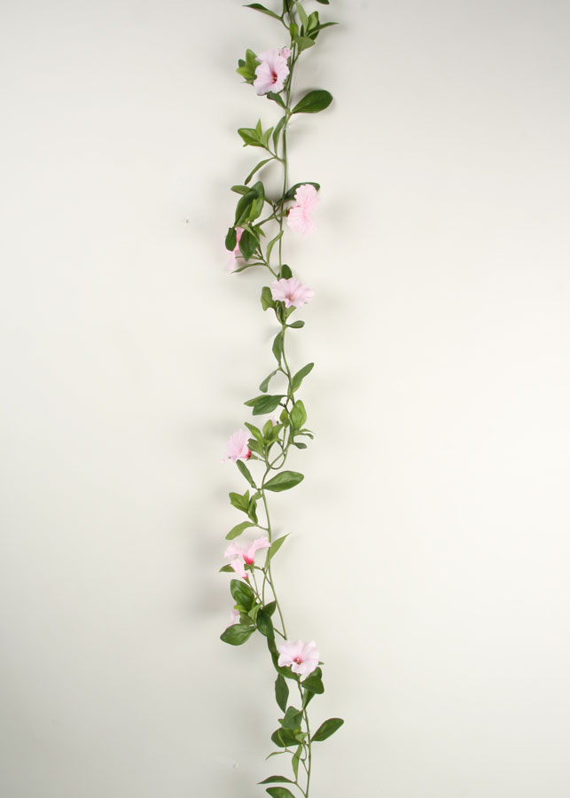 Petunia Vine
