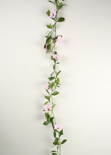 petunia vine