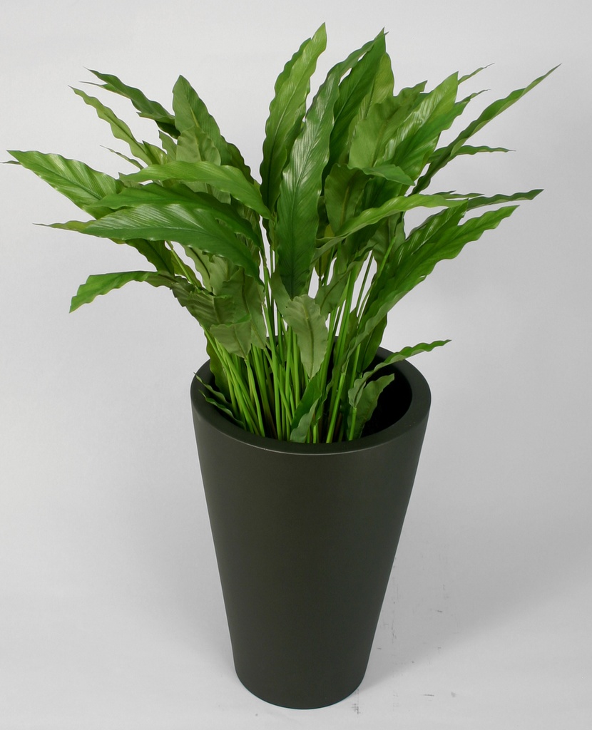 Calathea