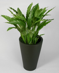 [5605] Calathea (Alternative 1)