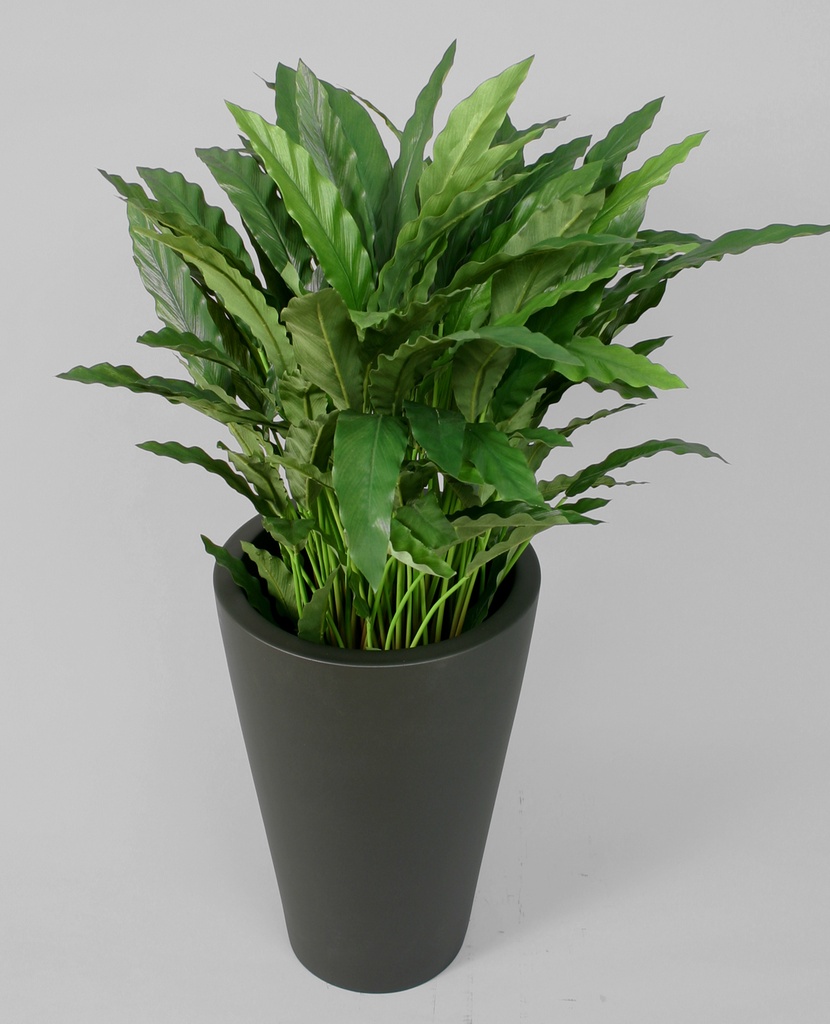 Calathea