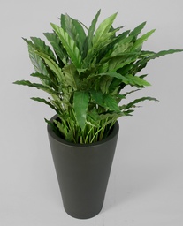 [5611] Calathea (Alternative 2)