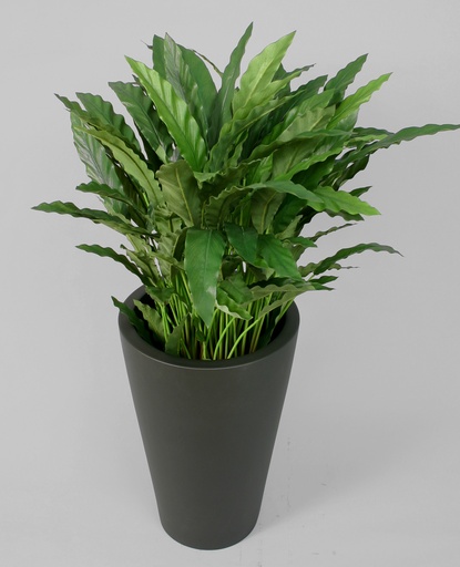 Calathea