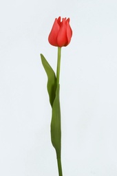 [5643] Tulip (Alternative 1)