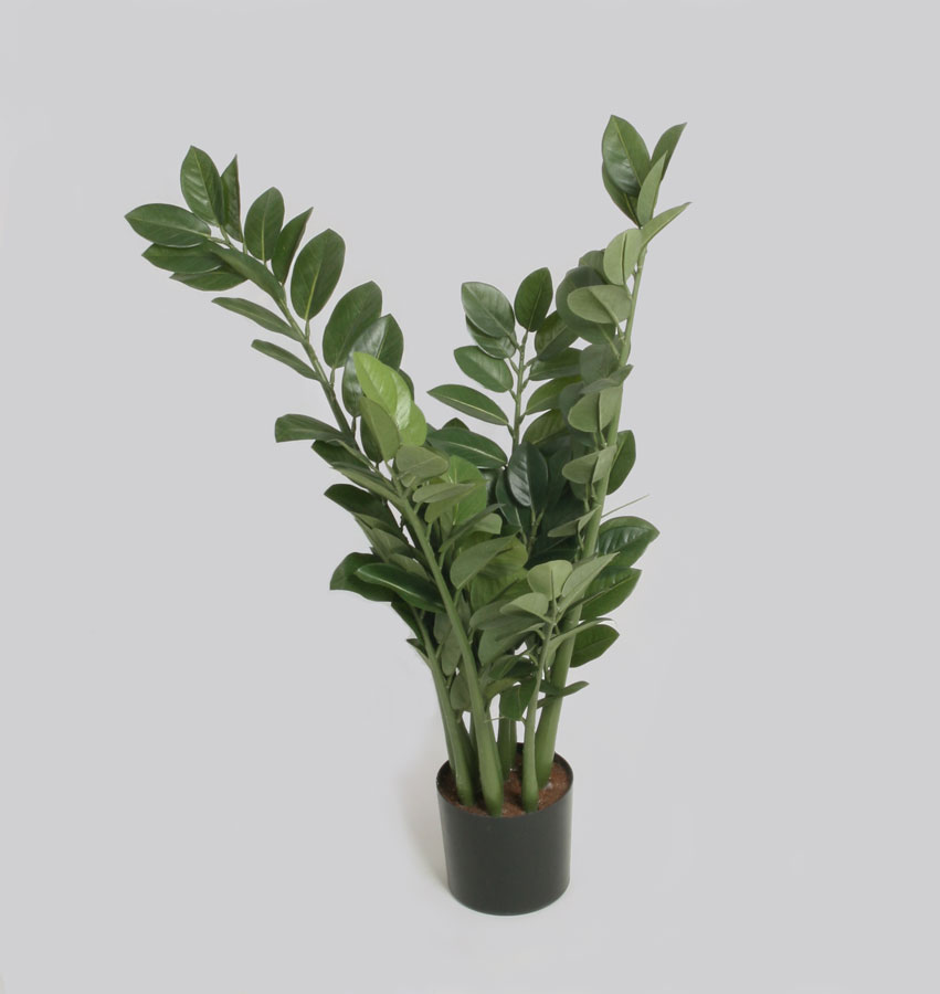 Zamifolia
