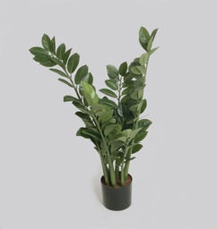 [1008-066] Zamifolia (Alternative 1)