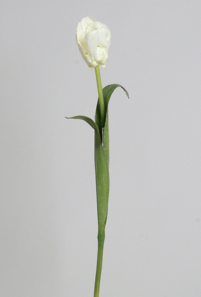 Tulip