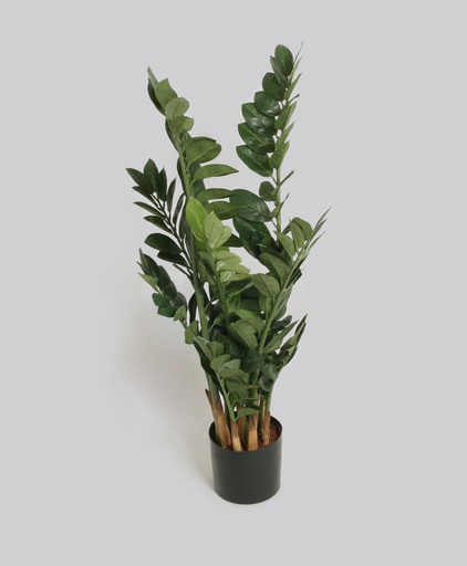 Zamifolia